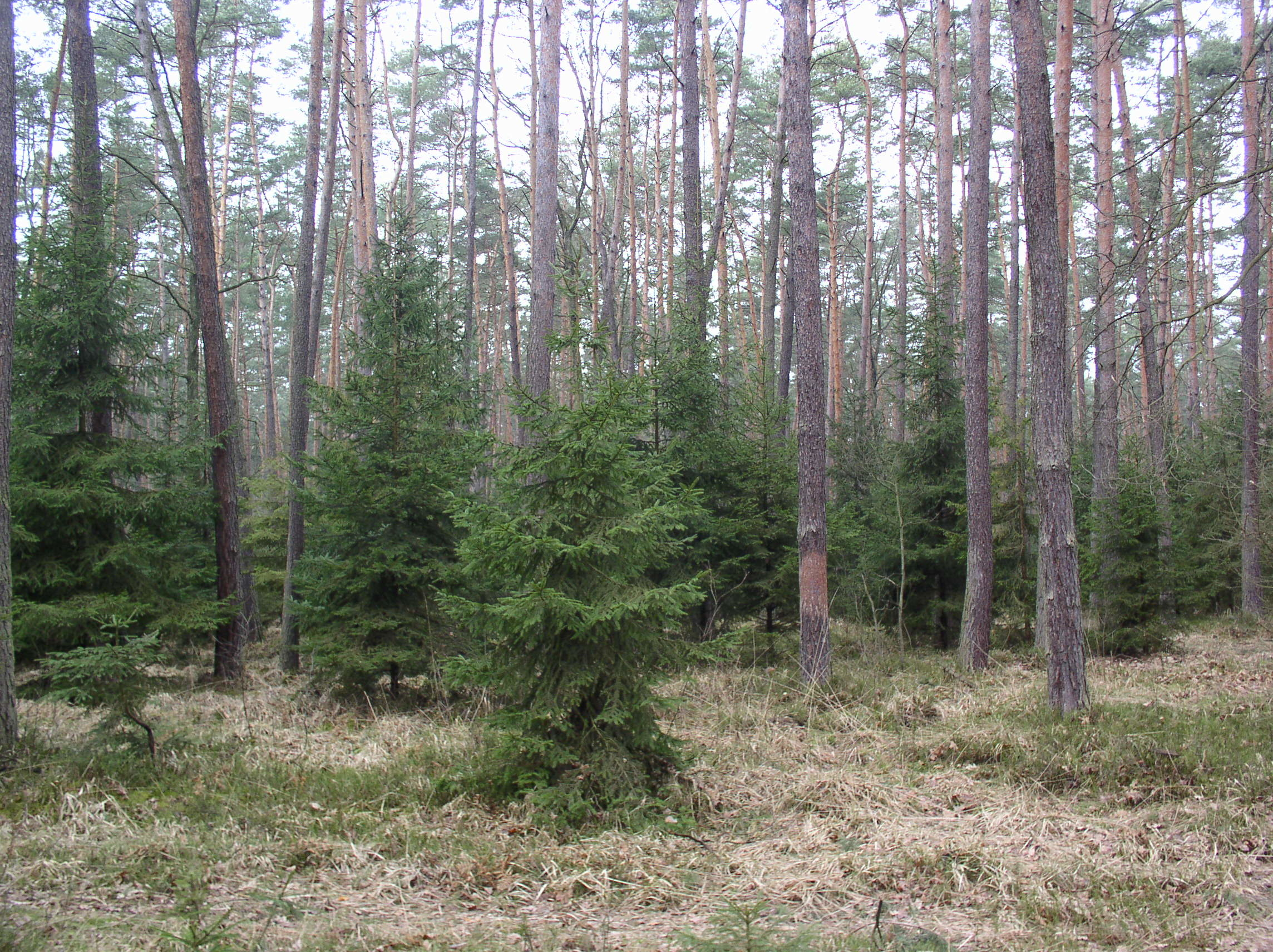 Karpackie lasy (fot. Alfred Król)