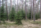 Karpackie lasy (fot. Alfred Król)
